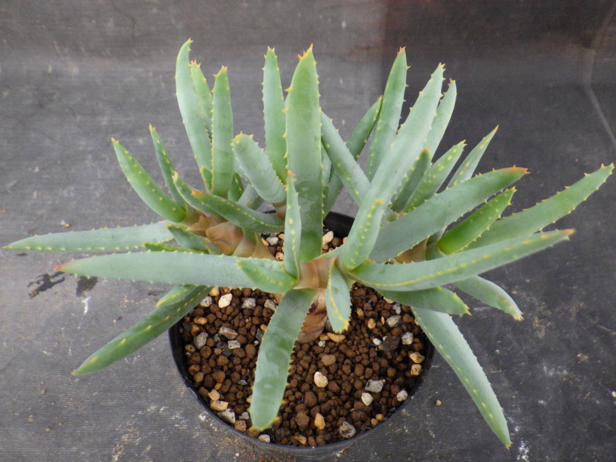 アロエ ラモシシマ　実生株 アロエ ラモシシマ 実生株 3.5号鉢植え 6(アロエ)｜売買された