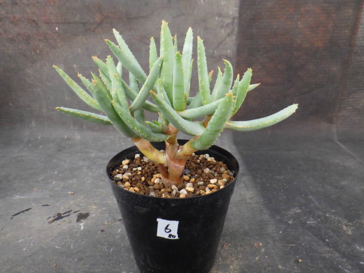 アロエ ラモシシマ 実生株 3.5号鉢植え 6(アロエ)｜売買された