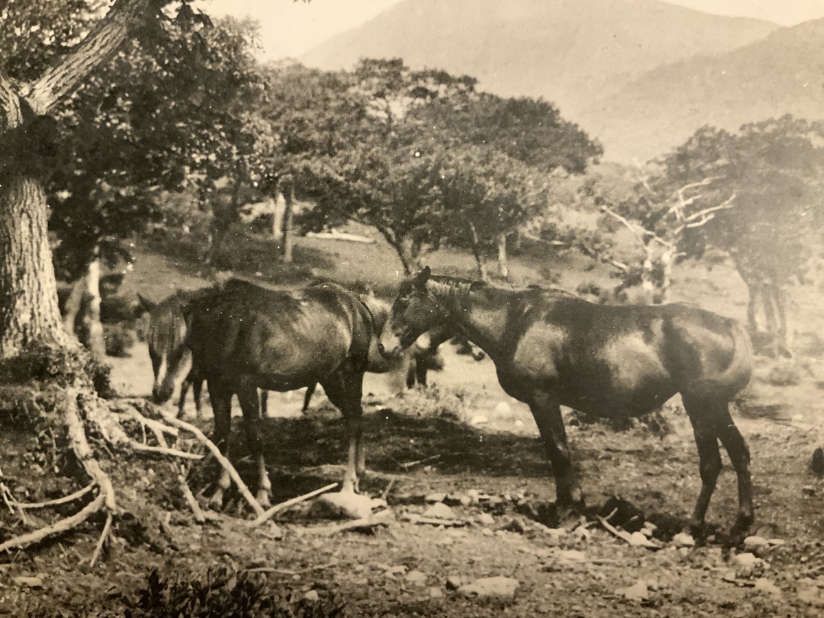 馬 赤城山 小沼平牧場 群馬県 動物 牧場 絵葉書 古葉書 エンタイア 写真 印刷物 古写真 郵便はがき くnaら Ee 9154 その他 売買されたオークション情報 Yahooの商品情報をアーカイブ公開 オークファン Aucfan Com