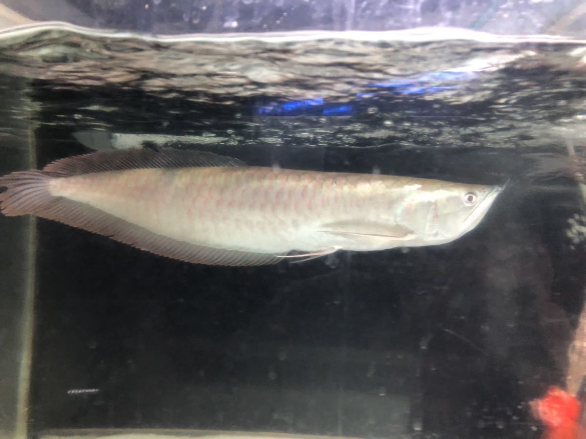 目たれなし シルバーアロワナ 水槽外計測４０ｃｍ アロワナ 売買されたオークション情報 Yahooの商品情報をアーカイブ公開 オークファン Aucfan Com