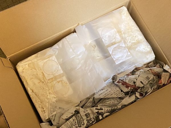 新作，新作登場 神長きのこ園 S8カンタケ 菌糸ブロック 3個 12/17到着