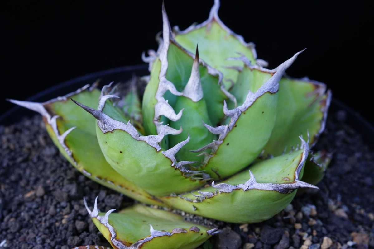 TITANOTA AGAVE アガベ チタノタ 強棘 まん丸 ボールタイプ スペシャル 