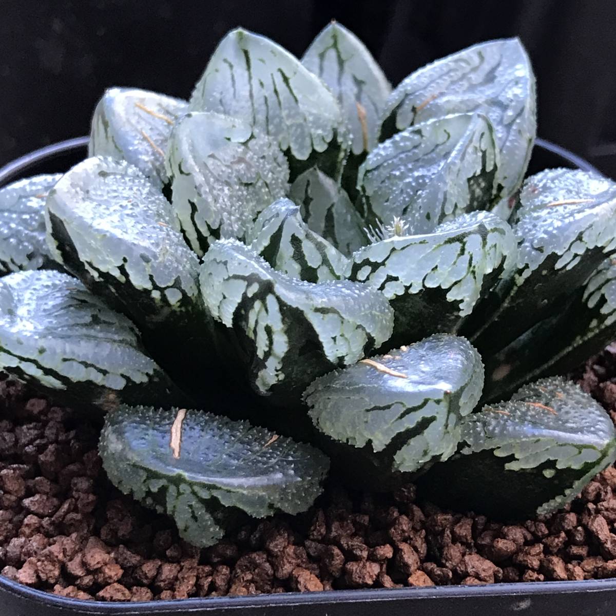 1【葉挿し繁殖】多肉植物 ハオルチア 蛟竜
