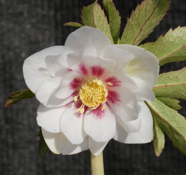 最安値，格安 376 真っ白１ ホワイトゴールド レッドフラッシュ ｄｄ 開花 クリスマスローズ(花)｜売買されたオークション情報、yahooの商品情報をアーカイブ公開 - オークファン その他