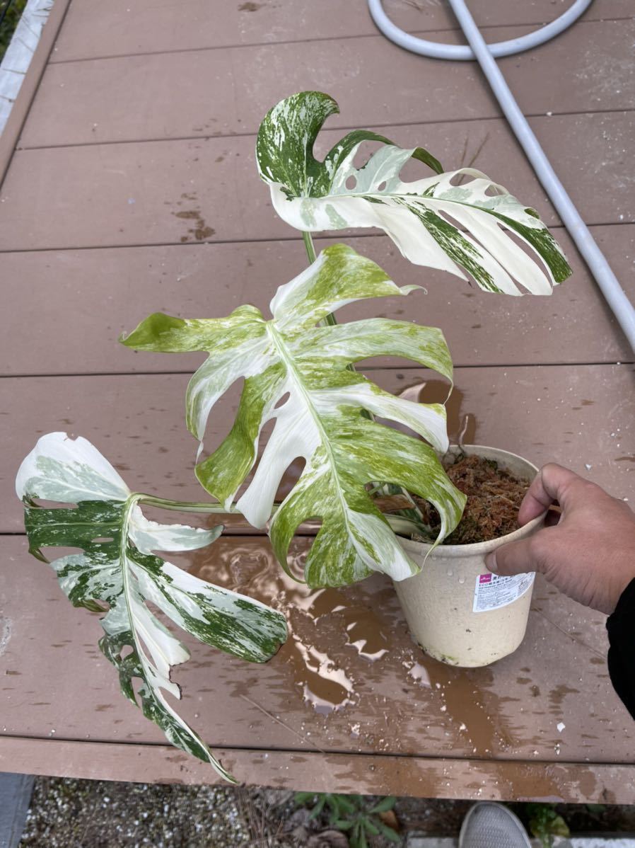 超希少なモンステラデリシオーサボルシギアナミント 超希少 斑入り