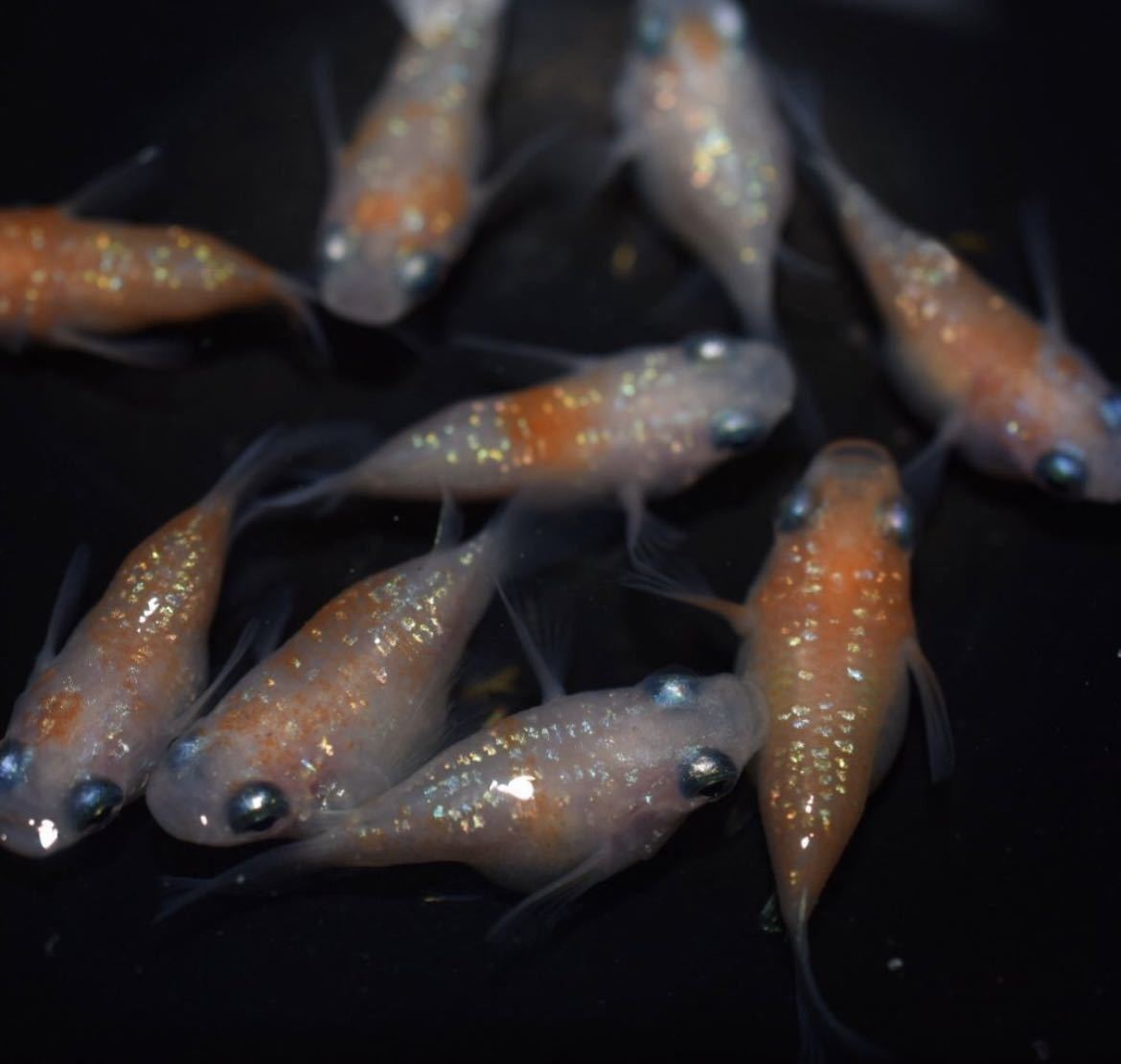 超極上 鯱めだか 紅白ラメダルマメダカ 有精卵10個 A かわいいだるま 色上がり抜群 幸せめだか様より購入個体 F めだか 売買されたオークション情報 Yahooの商品情報をアーカイブ公開 オークファン Aucfan Com
