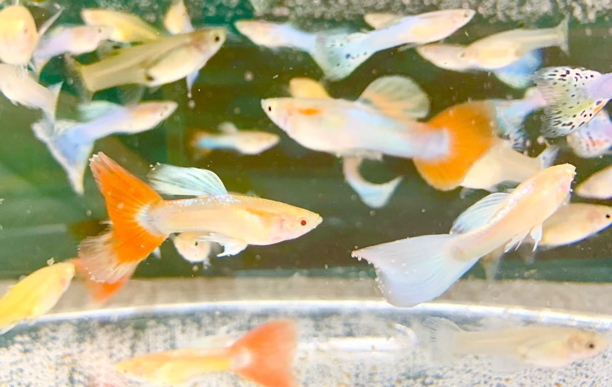 またまたやります 引き取り限定 グッピー沢山 アルビノアクアマリン ミックスグッピー70匹 グッピー 売買されたオークション情報 Yahooの商品情報をアーカイブ公開 オークファン Aucfan Com