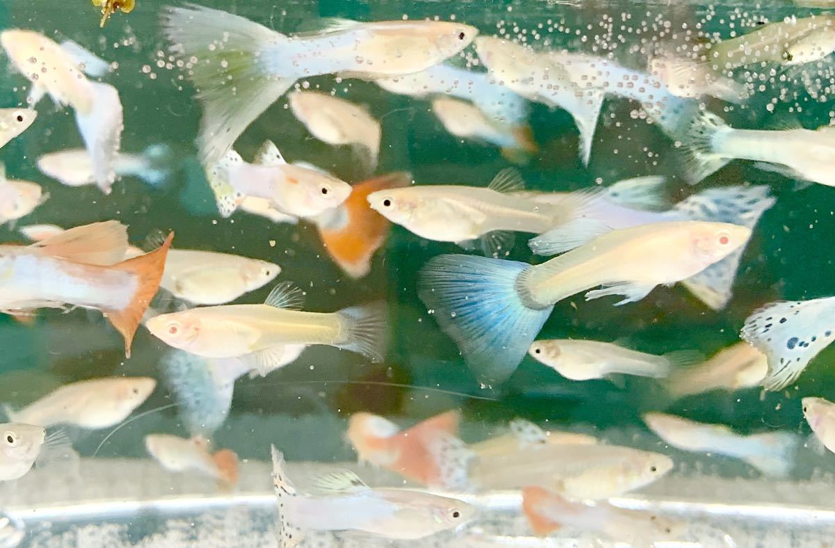 またまたやります 引き取り限定 グッピー沢山 アルビノアクアマリン ミックスグッピー70匹 グッピー 売買されたオークション情報 Yahooの商品情報をアーカイブ公開 オークファン Aucfan Com