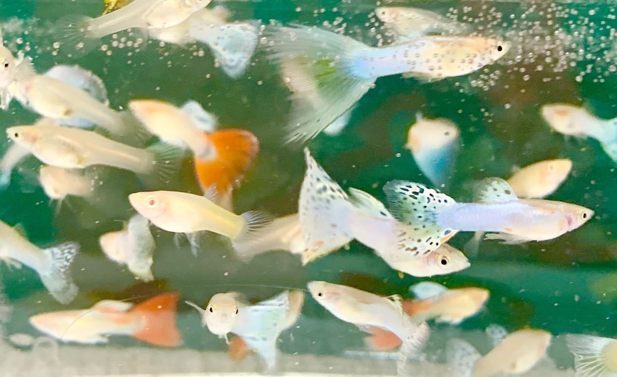 またまたやります 引き取り限定 グッピー沢山 アルビノアクアマリン ミックスグッピー70匹 グッピー 売買されたオークション情報 Yahooの商品情報をアーカイブ公開 オークファン Aucfan Com