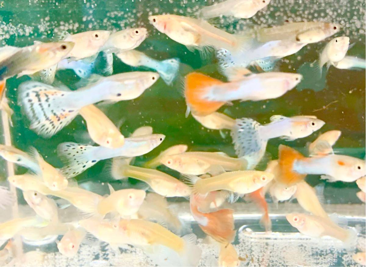 またまたやります 引き取り限定 グッピー沢山 アルビノアクアマリン ミックスグッピー70匹 グッピー 売買されたオークション情報 Yahooの商品情報をアーカイブ公開 オークファン Aucfan Com