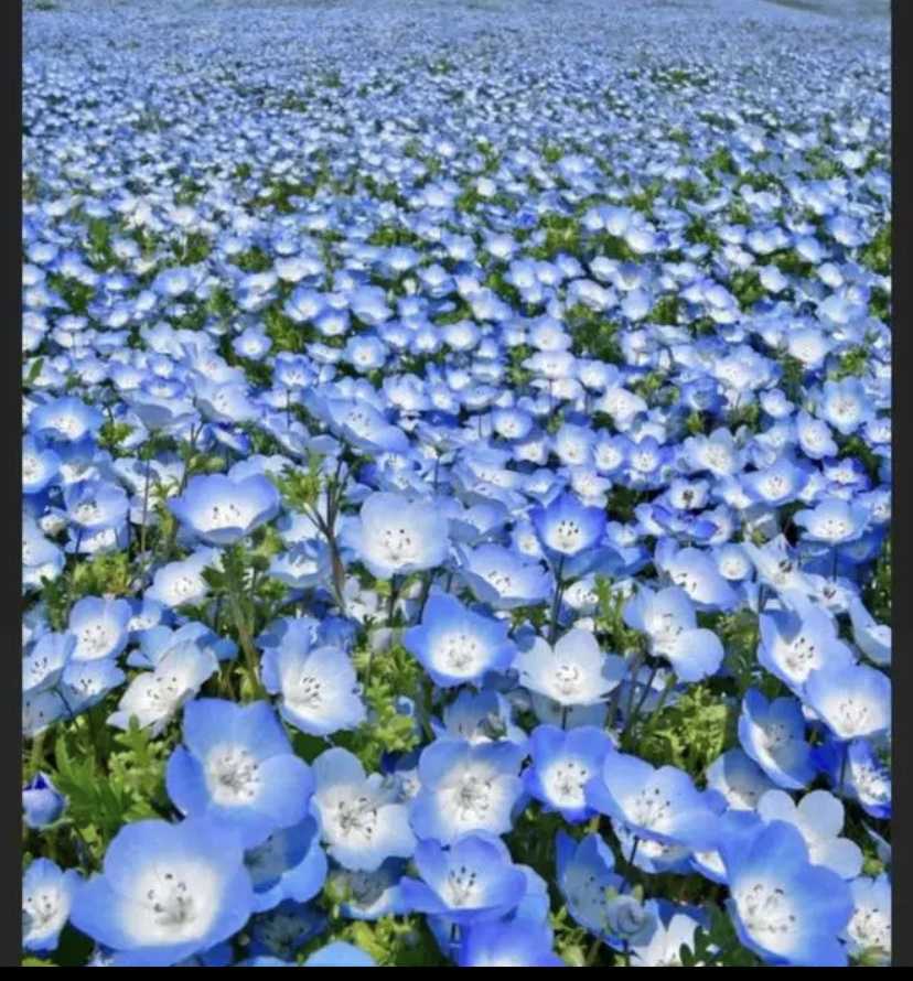 ネモフィラインシグニスブルー粒 種 売買されたオークション情報 Yahooの商品情報をアーカイブ公開 オークファン Aucfan Com