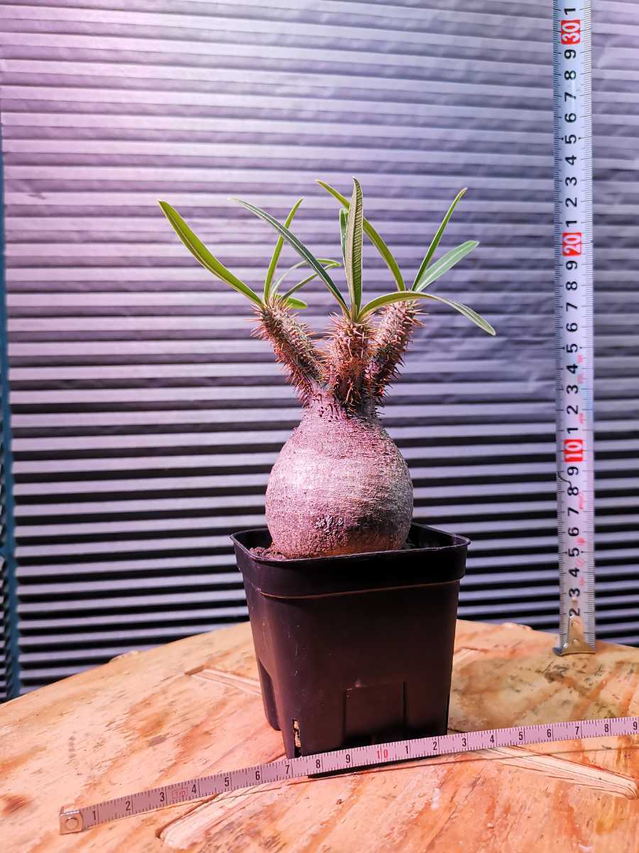G*a様 パキプス　アガベ　サボテン　のタネ パキポディウム グラキリスpachypodium gracilis 発根済み 塊根植物