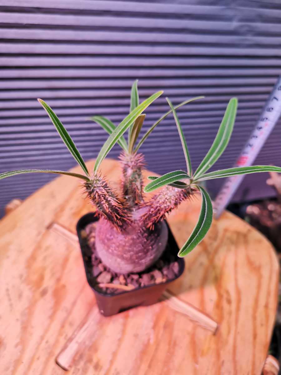 パキポディウム グラキリスpachypodium gracilis 発根済み 塊根植物