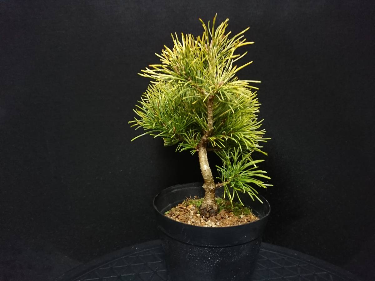 新品・正規品 【ビャクシン】斑入五葉松[花火]／フイリゴヨウマツ