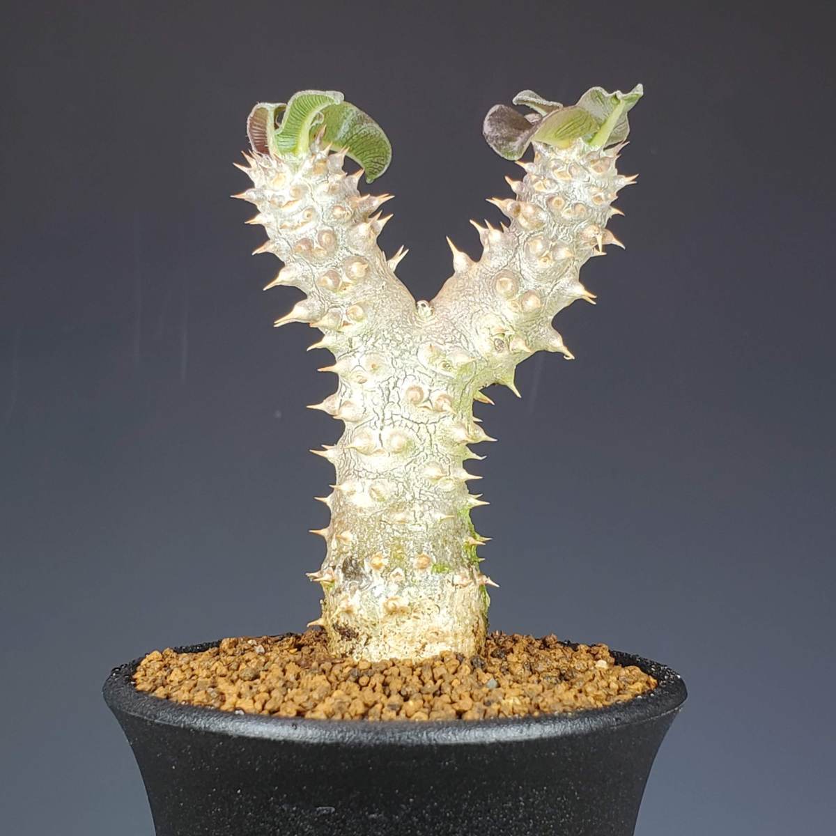 パキポディウム・タッキー 7.5cm鉢 □カクタス長田 観葉植物 (充実株