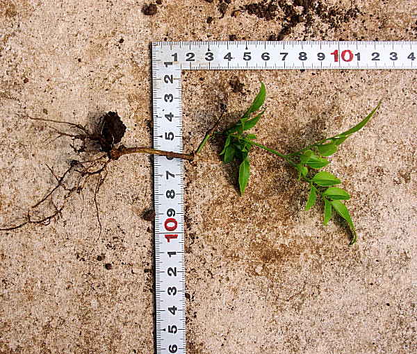 ハゴロモジャスミン苗 送料第四種郵便130円前後 クリックポスト198円 ジャスミン 売買されたオークション情報 Yahooの商品情報をアーカイブ公開 オークファン Aucfan Com