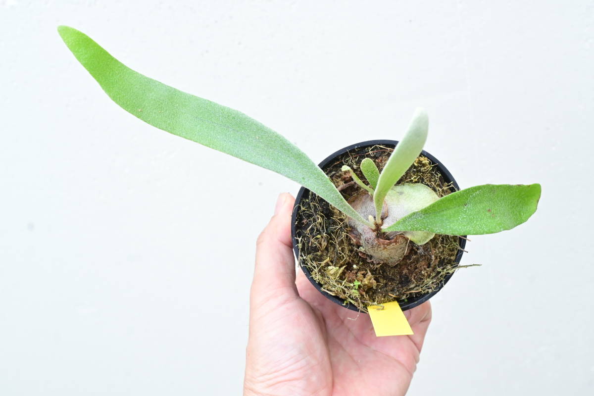 P.veitchii Auburn river @bikamori.com アーバンリバー ビカクシダ