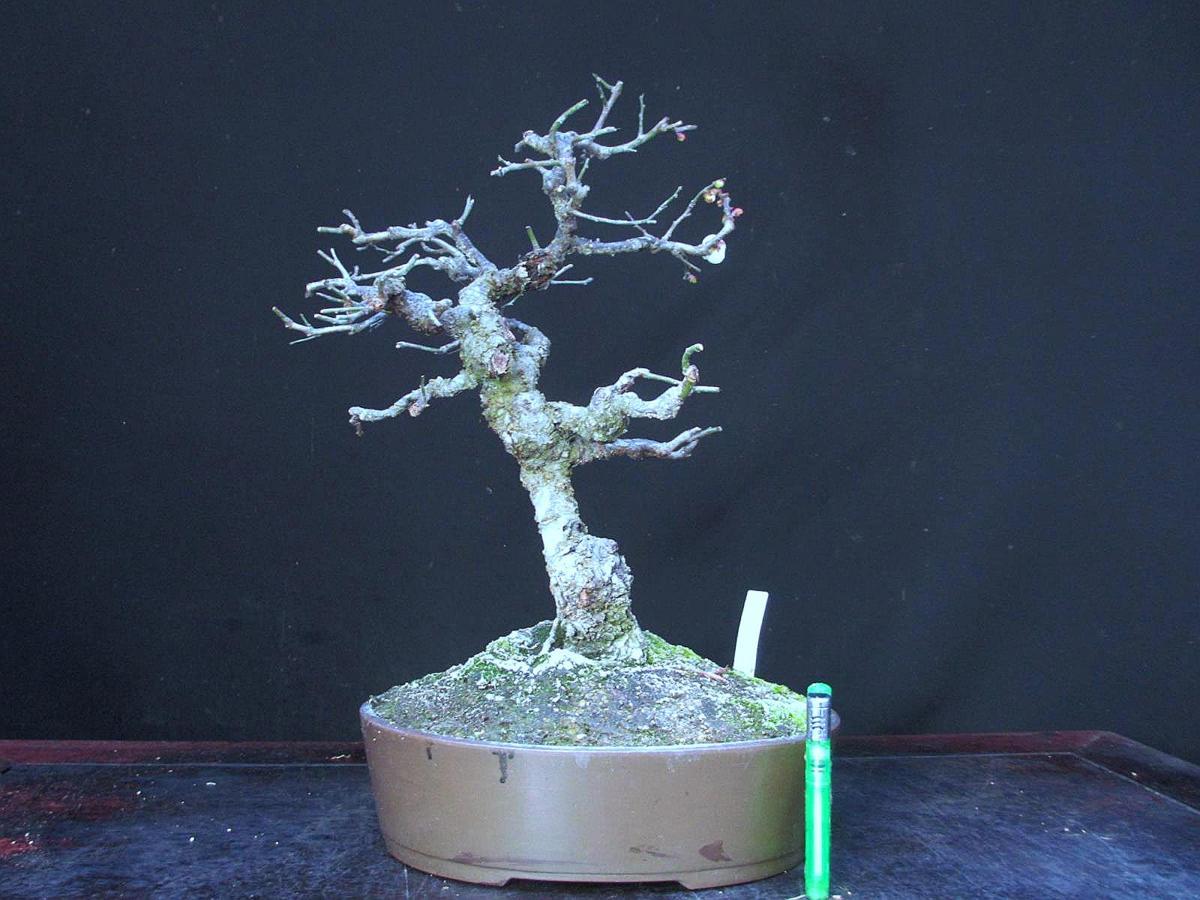 福助 野梅 ヤバイ 樹高２８ 白一重花 開花中 実生木 古樹 素材 ９ｂ２６８８７ その他 売買されたオークション情報 Yahooの商品情報をアーカイブ公開 オークファン Aucfan Com