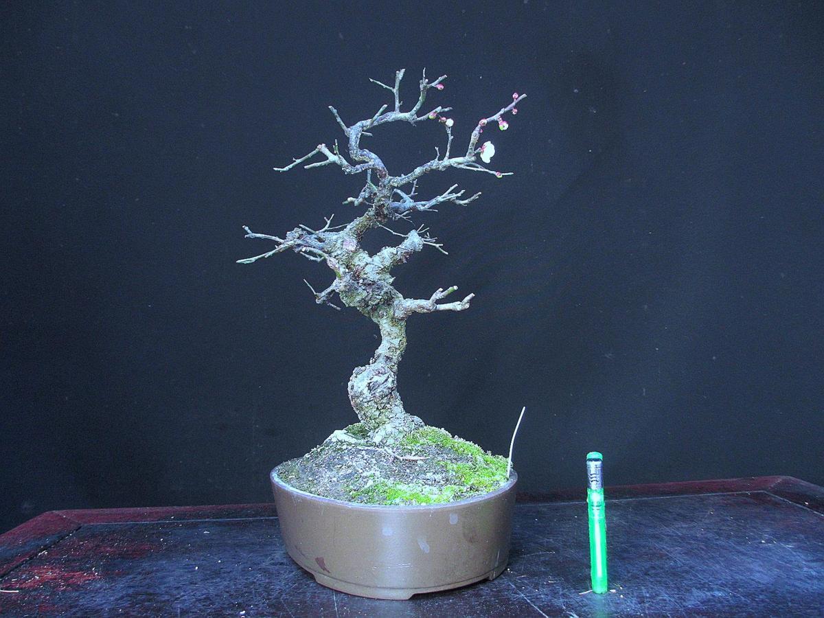 福助 野梅 ヤバイ 樹高２８ 白一重花 開花中 実生木 古樹 素材 ９ｂ２６８８７ その他 売買されたオークション情報 Yahooの商品情報をアーカイブ公開 オークファン Aucfan Com