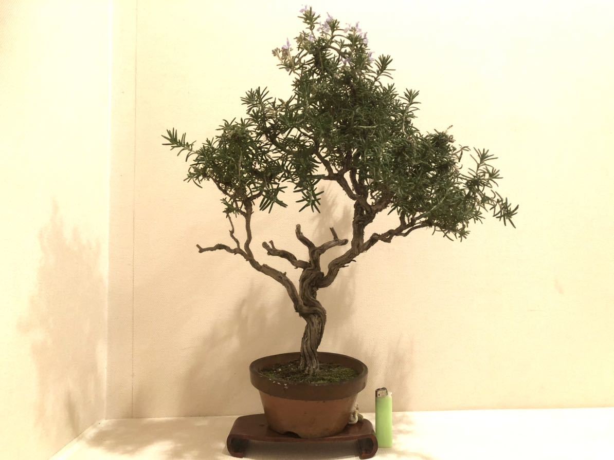 盆栽生活 ローズマリー 古木 盆栽素材 その他 売買されたオークション情報 Yahooの商品情報をアーカイブ公開 オークファン Aucfan Com
