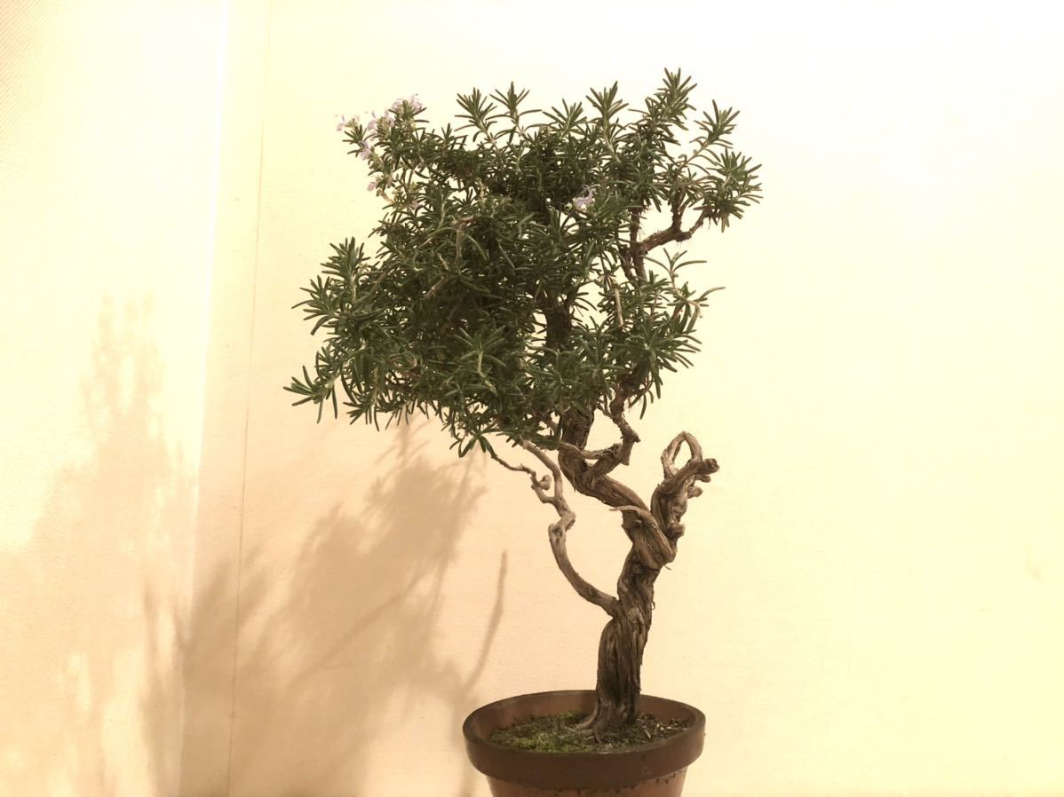 盆栽生活 ローズマリー 古木 盆栽素材 その他 売買されたオークション情報 Yahooの商品情報をアーカイブ公開 オークファン Aucfan Com