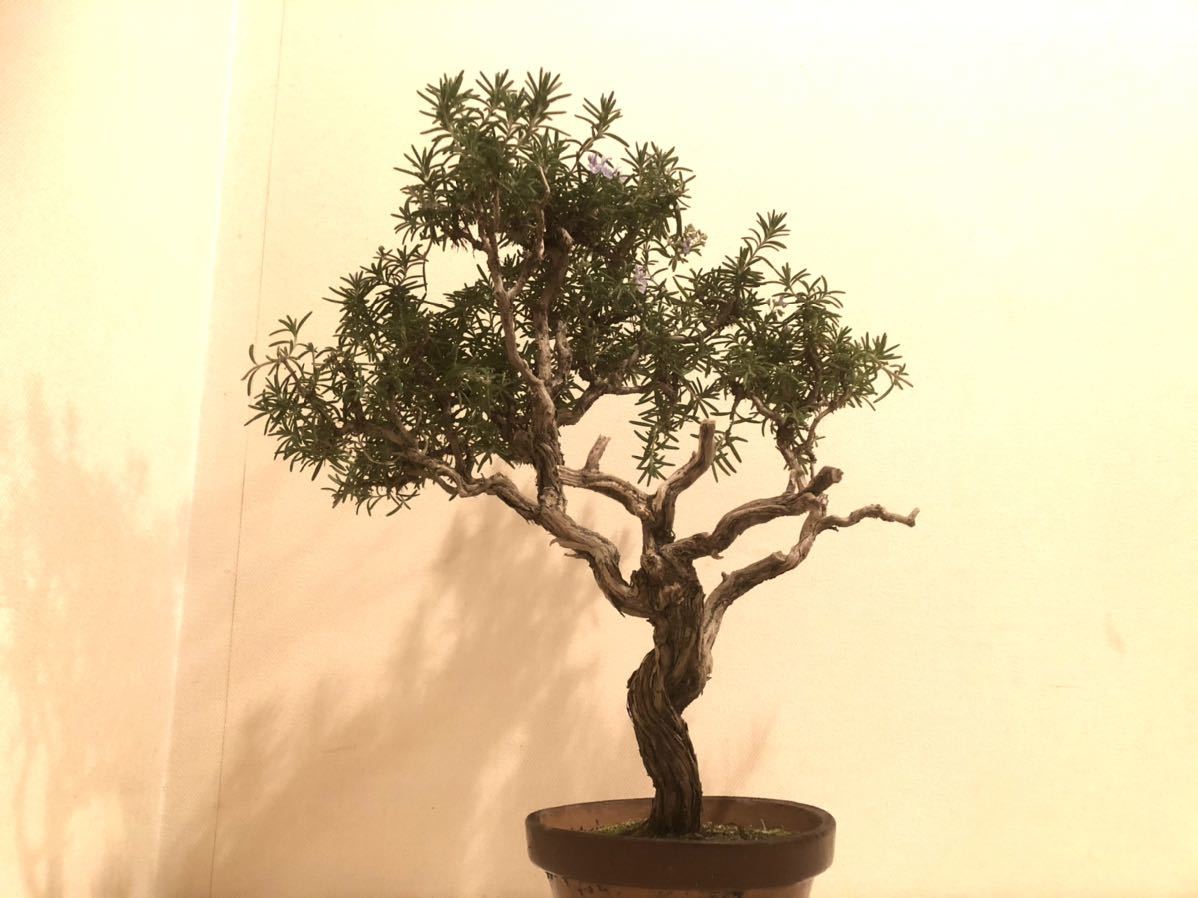 盆栽生活 ローズマリー 古木 盆栽素材 その他 売買されたオークション情報 Yahooの商品情報をアーカイブ公開 オークファン Aucfan Com