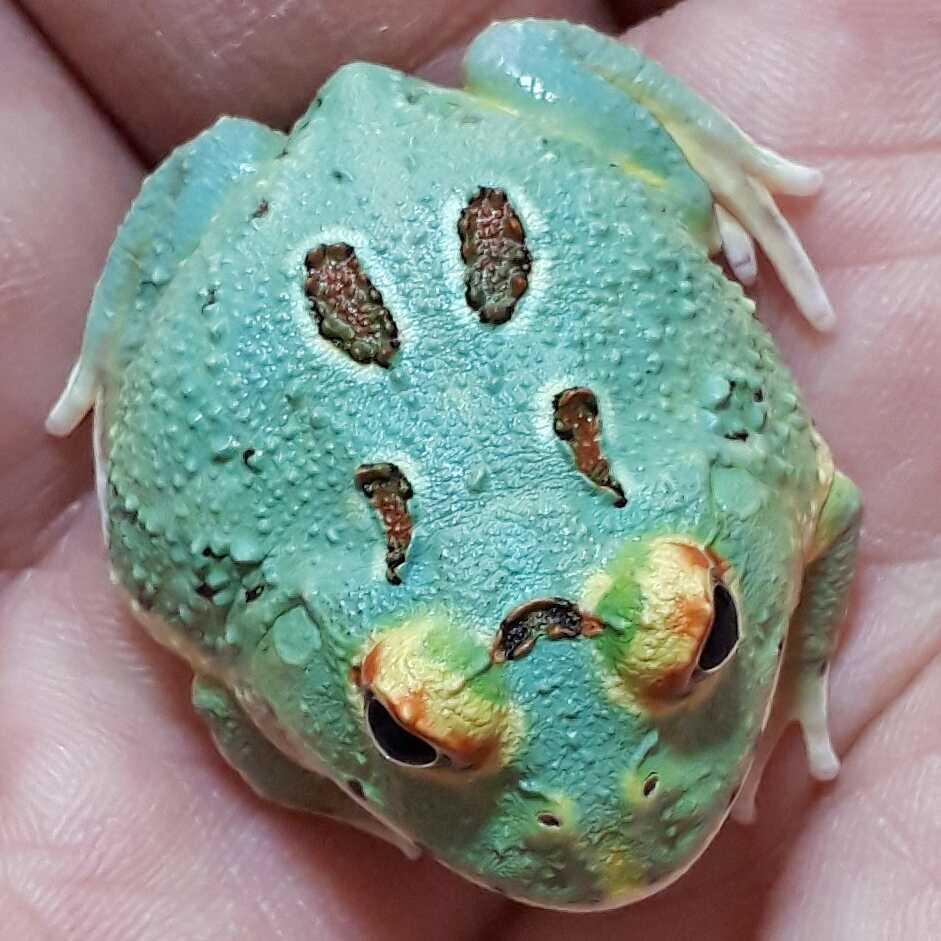 鬼レア激美 スカイミントツノガエル4スポットパターンレス 青みがかったボディに黄色い瞼が魅力的な市場に出回らない激レア血統の極上個体 カエル 売買されたオークション情報 Yahooの商品情報をアーカイブ公開 オークファン Aucfan Com