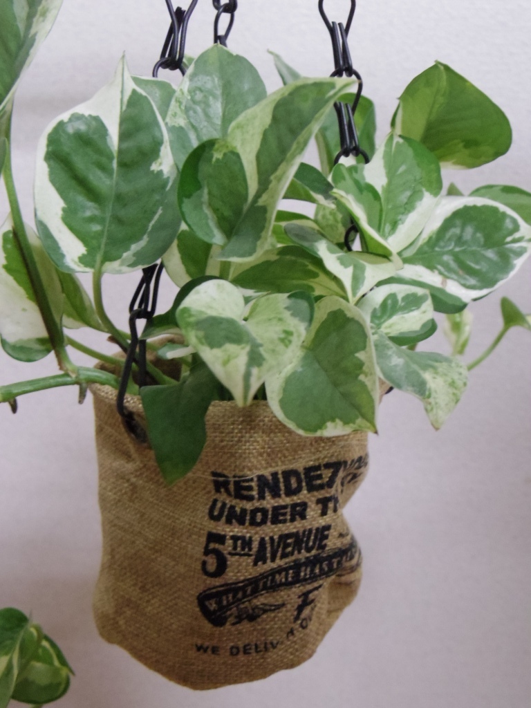 ポトス エンジョイ Epipremnum Aureum Cv N Joy 浅岡園芸さん ハンギングポット入り 写真現品 同梱可 ポトス 売買されたオークション情報 Yahooの商品情報をアーカイブ公開 オークファン Aucfan Com