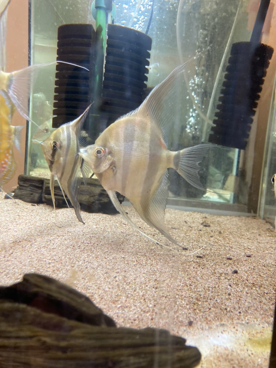 アルタムエンゼル Xxl 縦幅25cm前後 特大 その他 売買されたオークション情報 Yahooの商品情報をアーカイブ公開 オークファン Aucfan Com