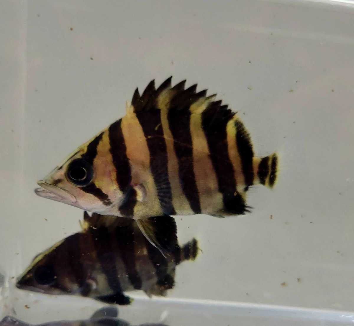 ダトニオ 熱帯魚 腹巻きバンド