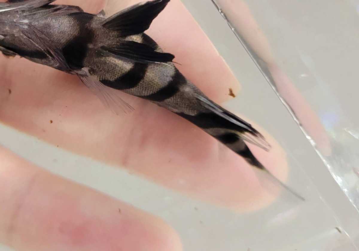 腹巻きバンド ダトニオプラスワン 7cm(淡水魚)｜売買された 