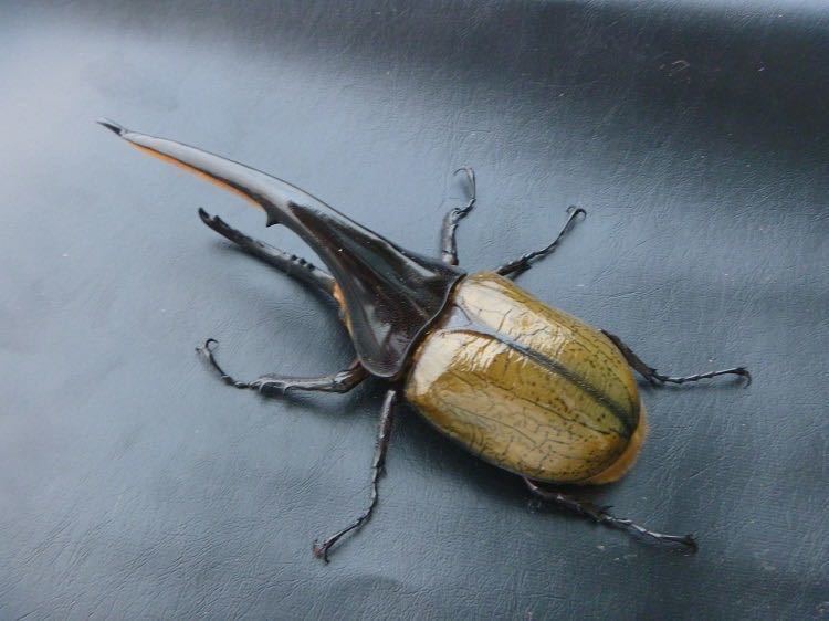 2026年最新ヘラクレスオオカブト(Hercules Beetle)の商品一覧