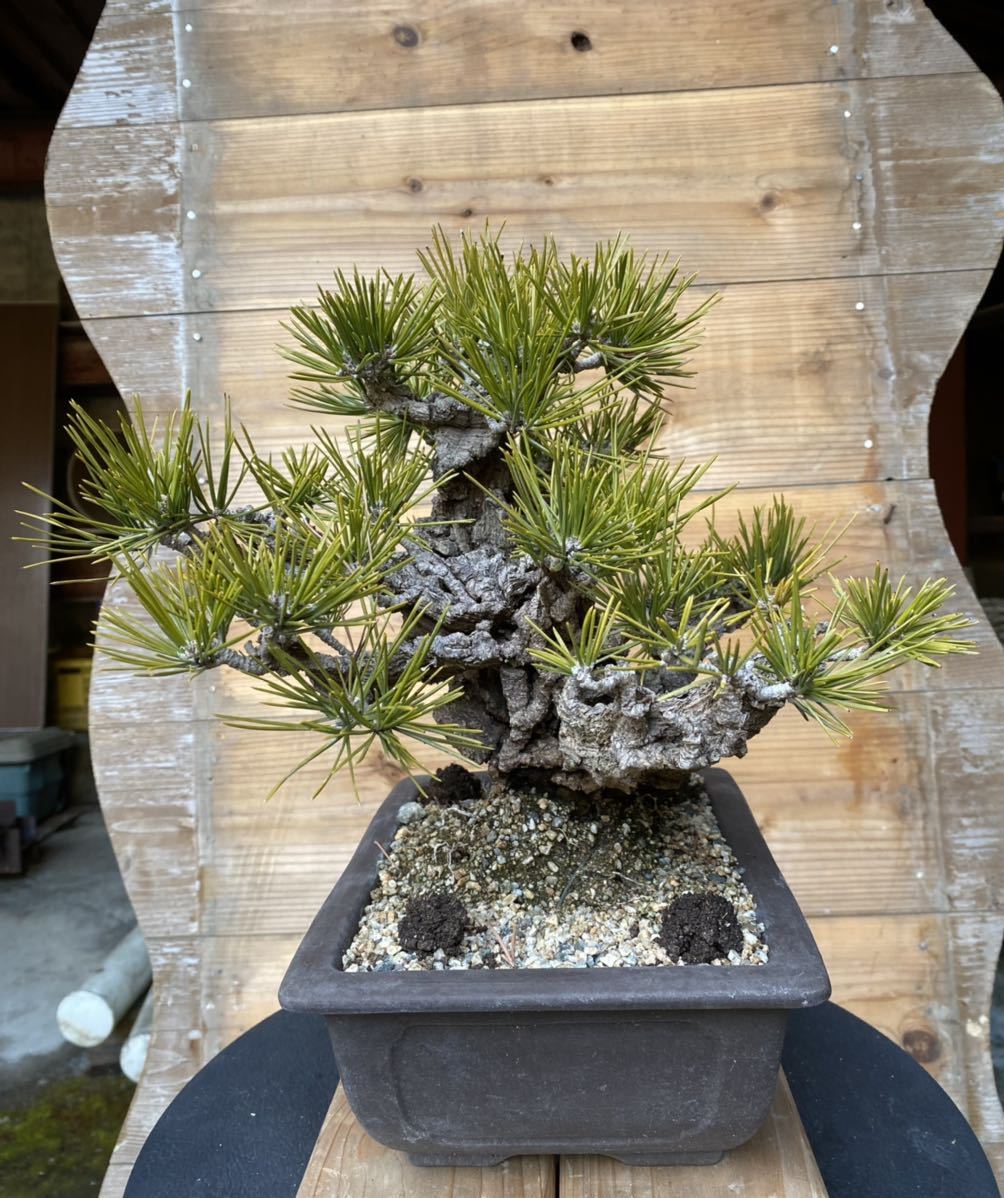 錦松④ 盆栽 素材 小品 中品 松柏盆栽 黒松(松)｜売買された