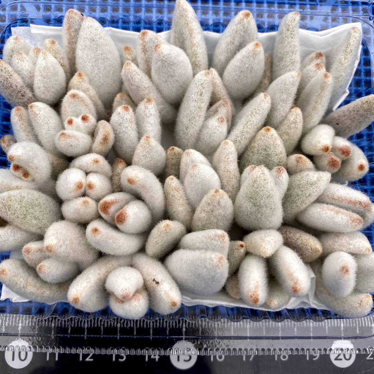 多肉植物 カランコエ 福兎耳 写真全部 抜き苗で Fodexpo Com Co