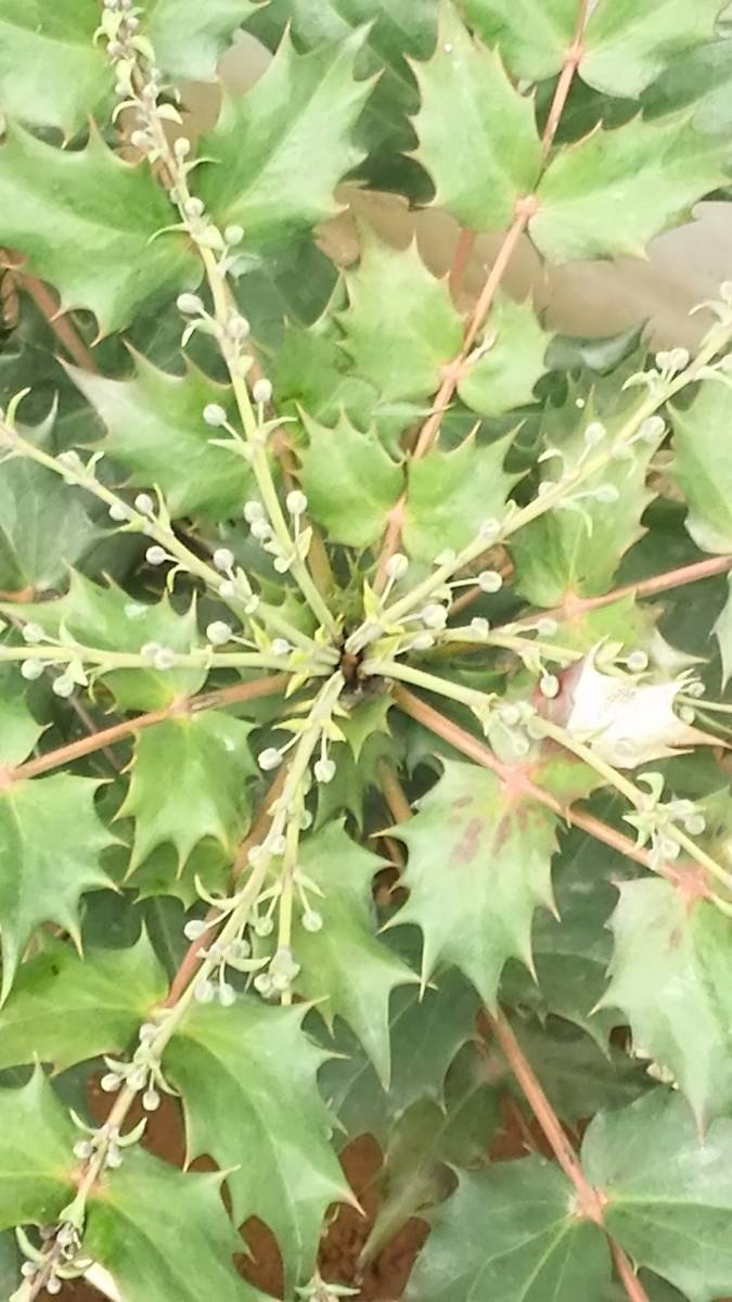 ヒイラギ ナンテン 同等品 新築の鬼門に是非 柊南天 高さは底部から８０センチ前後のダイナミック 魔除けと来福 世界的に有名な 柊南天