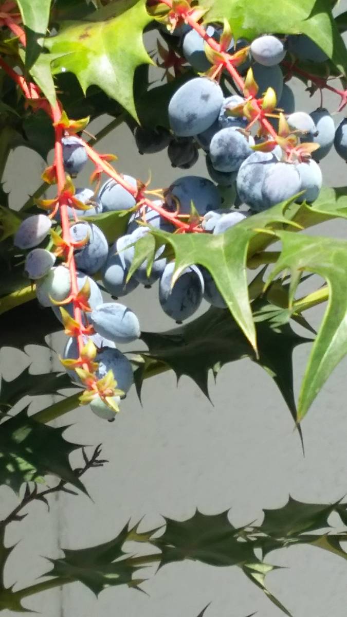 ヒイラギ ナンテン 同等品 新築の鬼門に是非 柊南天 高さは底部から８０センチ前後のダイナミック 魔除けと来福 日本限定 柊南天