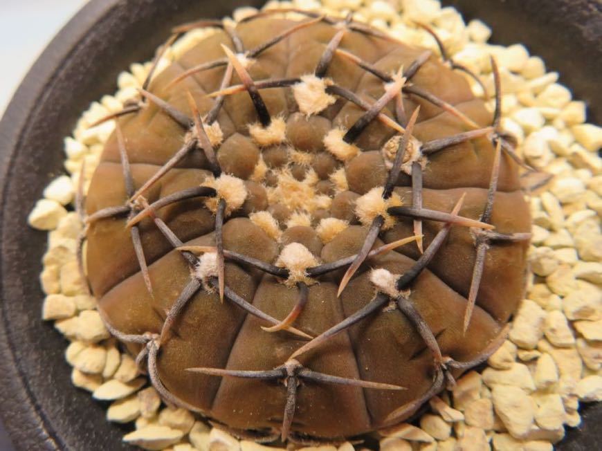 87 ギムノカリキウム 怪竜丸 サボテン 多肉植物 【公式通販】