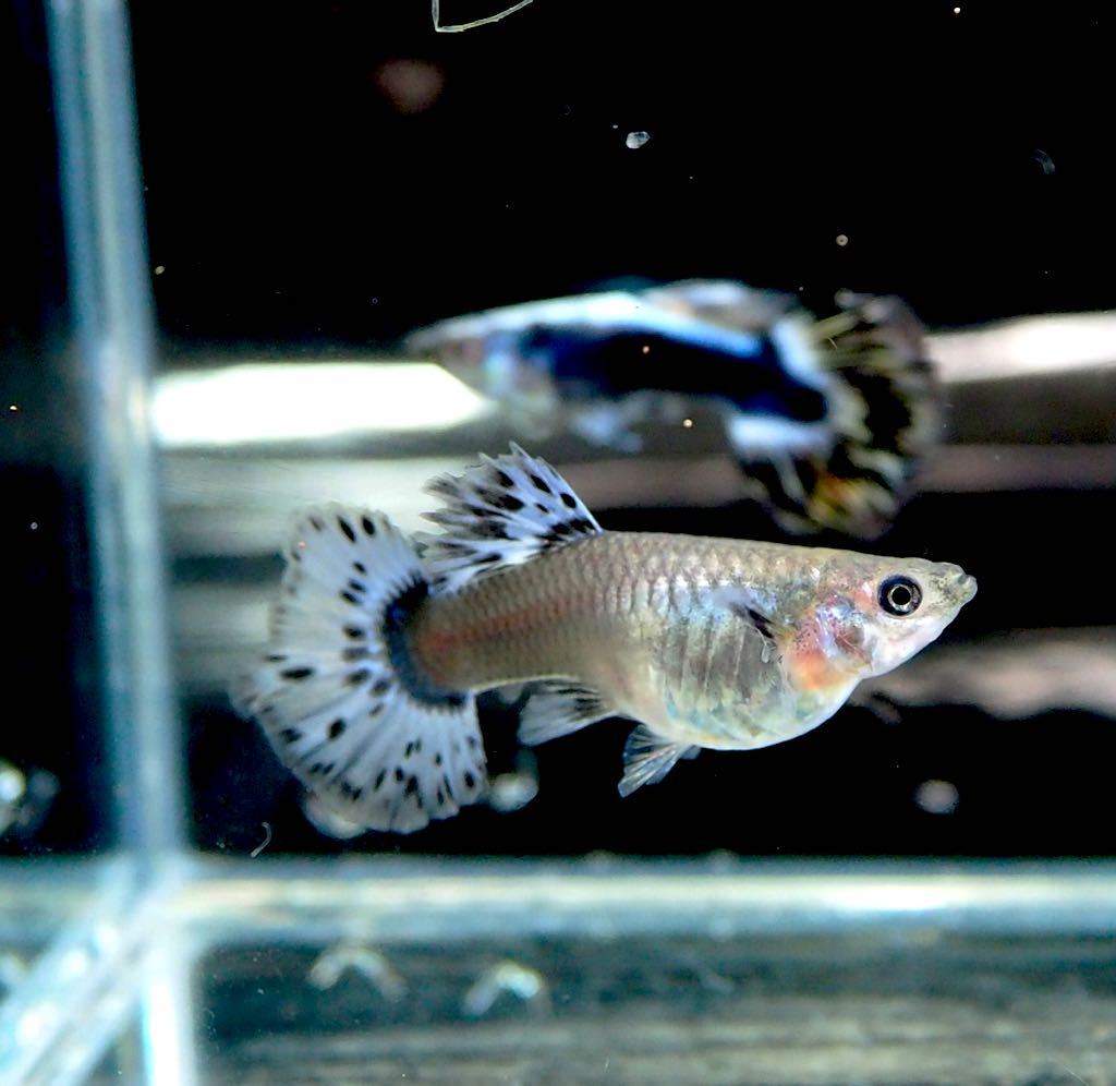 インドンネシアオリジナル品種 アイボリーハーフムーングッピー 雌雄２ペア グッピー 売買されたオークション情報 Yahooの商品情報をアーカイブ公開 オークファン Aucfan Com