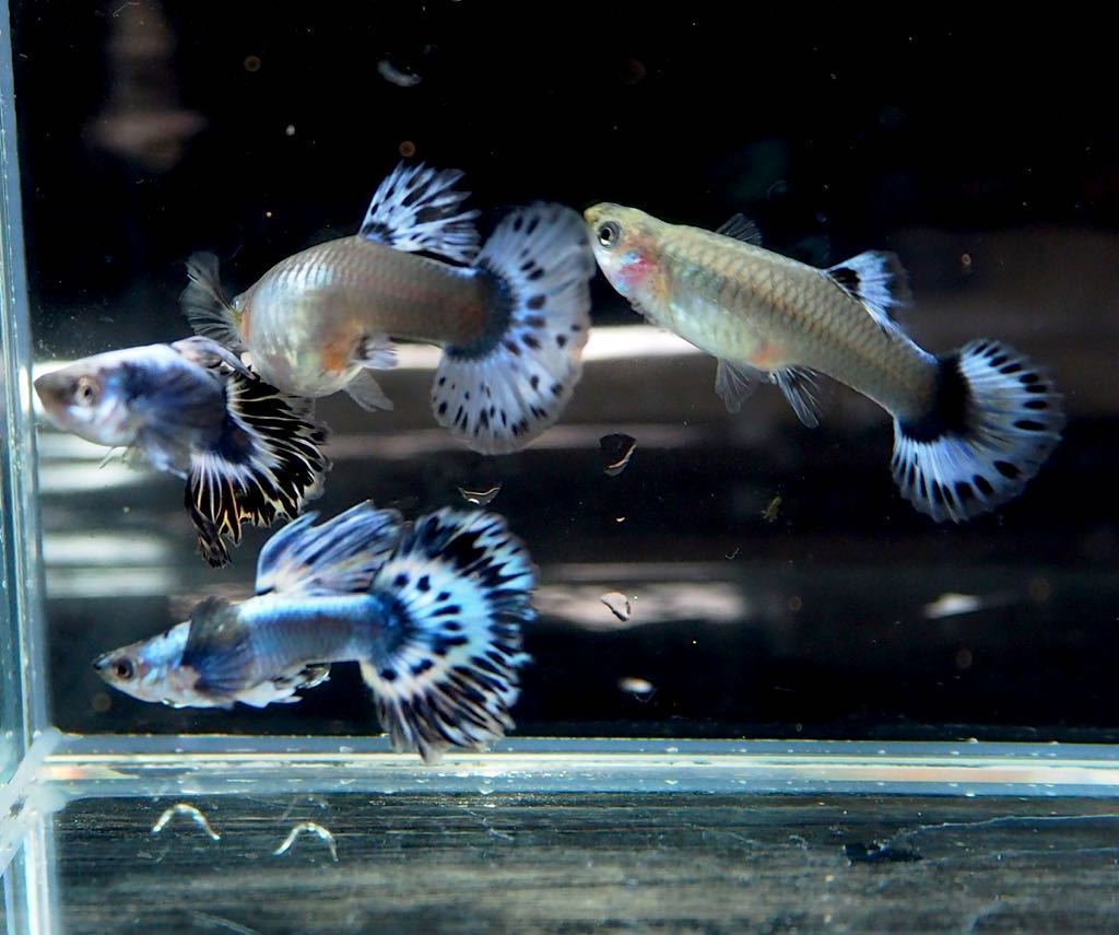 インドンネシアオリジナル品種 アイボリーハーフムーングッピー 雌雄２ペア グッピー 売買されたオークション情報 Yahooの商品情報をアーカイブ公開 オークファン Aucfan Com