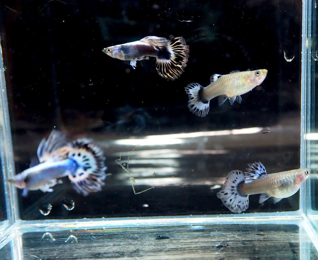 インドンネシアオリジナル品種 アイボリーハーフムーングッピー 雌雄２ペア グッピー 売買されたオークション情報 Yahooの商品情報をアーカイブ公開 オークファン Aucfan Com