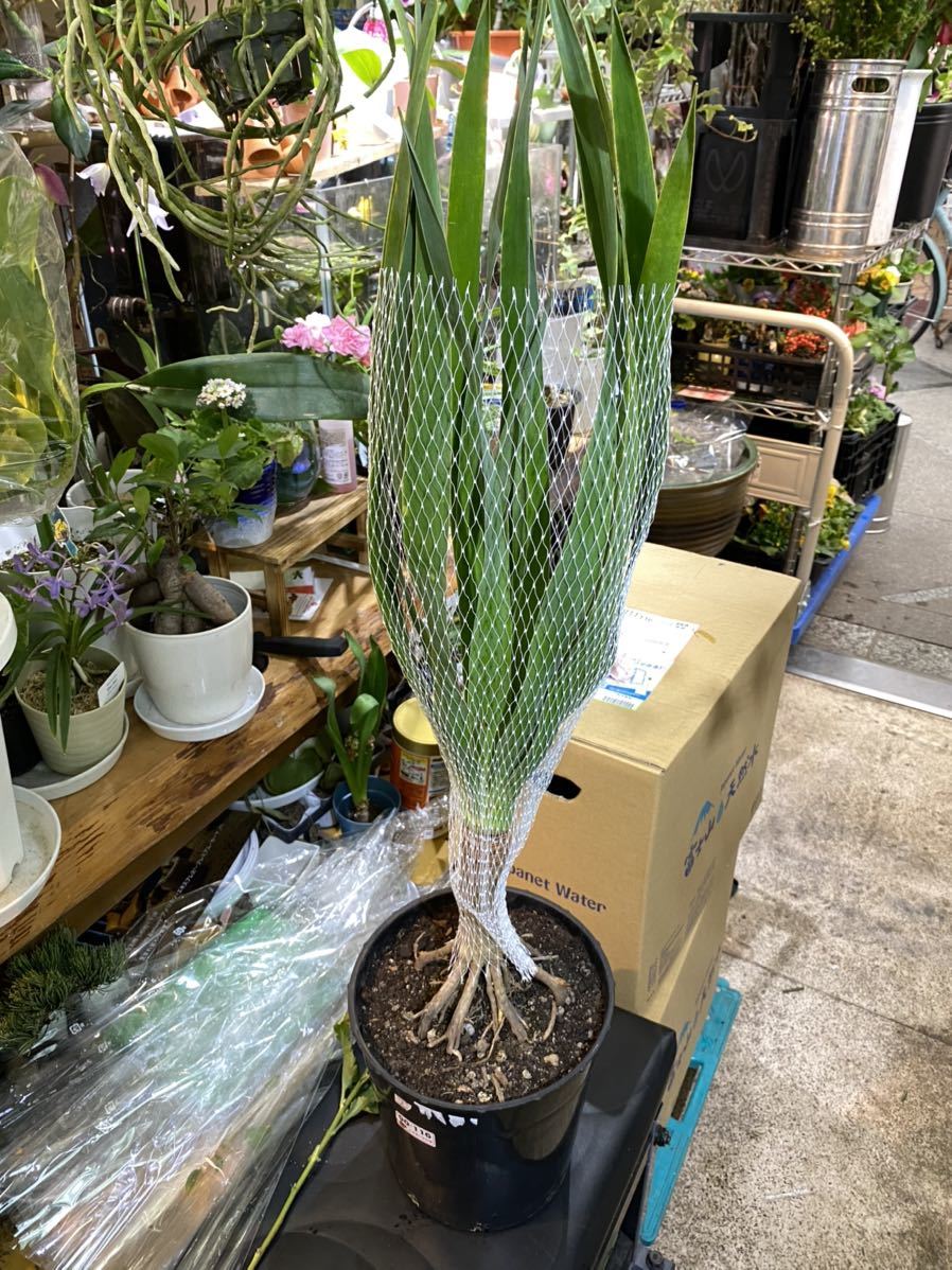 現品 ラスト在庫 7寸 ドラセナ ドラコ 観葉植物 根上がり ドラセナ