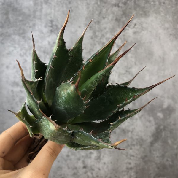 P6272】【ロングスパイン！】強棘選抜！ アガベ モンタナ Agave