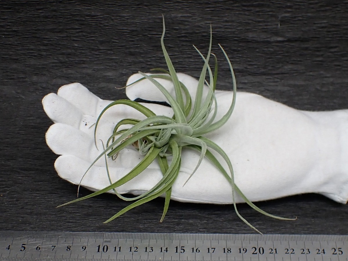 Tillandsia Ed Doherty チランジア エドドハーティ エアプランツrf 第四種 税別1円 アナナス 売買されたオークション情報 Yahooの商品情報をアーカイブ公開 オークファン Aucfan Com