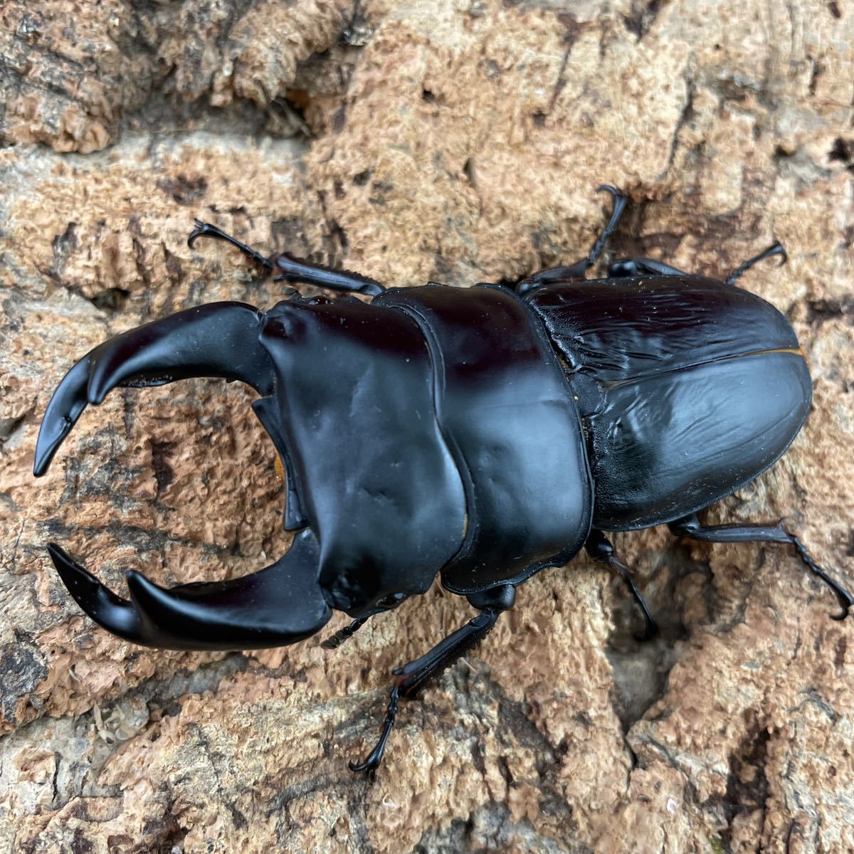 Tyrant オオクワガタ 極太 阿古谷ghost 77mm 顎幅6 8mm 48 4mm ペア 国産 売買されたオークション情報 Yahooの商品情報をアーカイブ公開 オークファン Aucfan Com