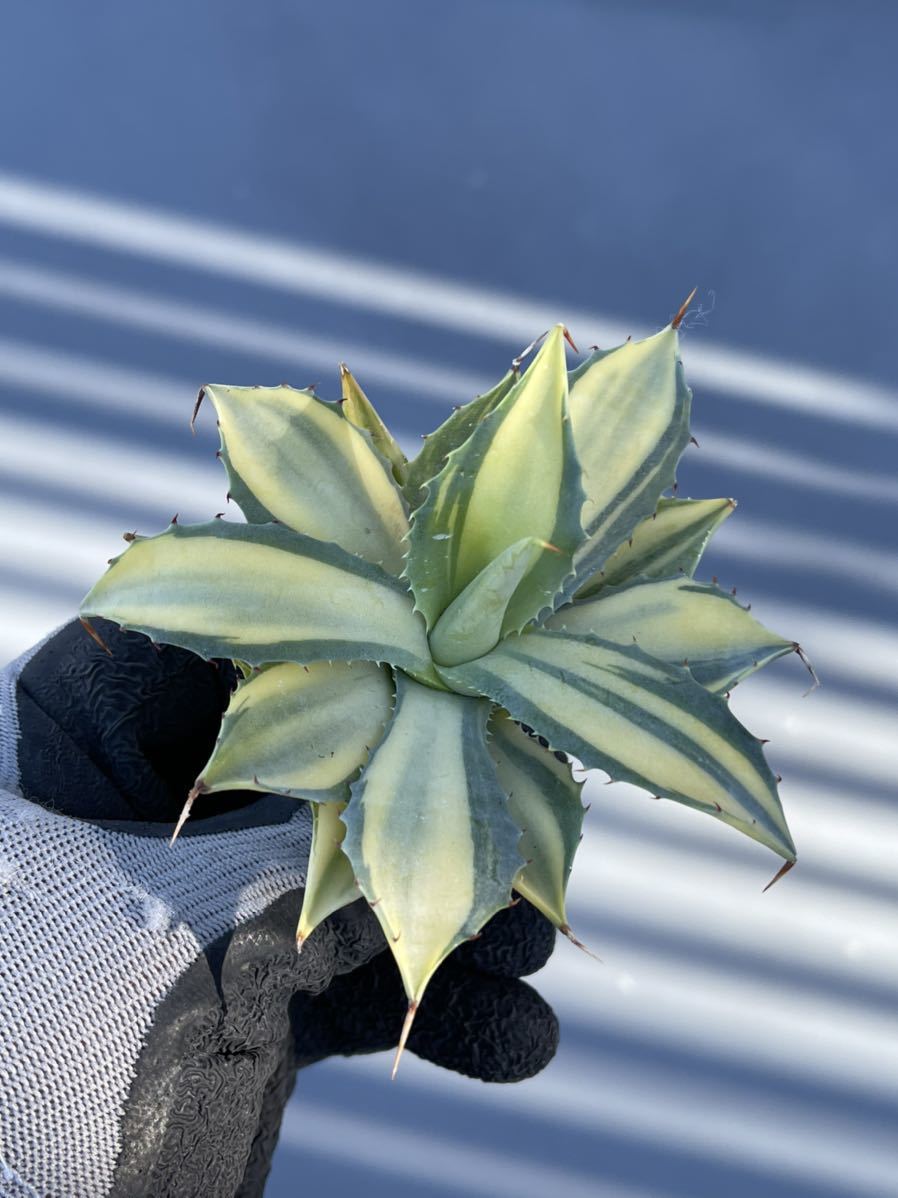 アガベ 多肉植物 楊貴妃50子株 アガベ 楊貴妃 多肉植物 ハイブリッド