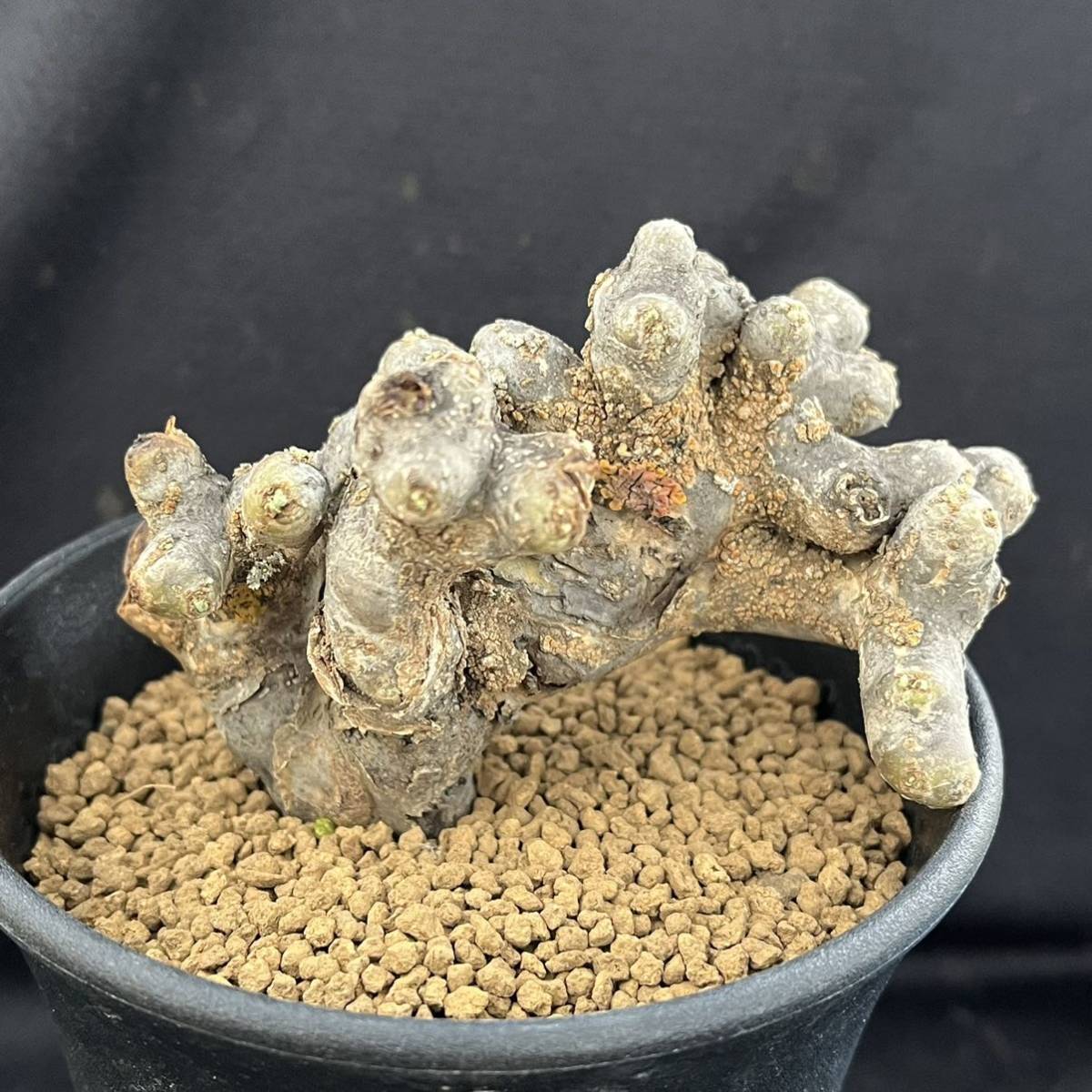 Sarcocaulon ムルチフィズム 現地株 multifidumサルコカウロン・ムルチフィズム | サルコカウロン・ムルチフィズム おそらく発根 現品限りサルコカウロン・ムルチフィズム サルコカウロン 多肉植物 ｜現品限りサルコカウロン・ムルチフィズム 0 1022-13 pescado trigger 多肉