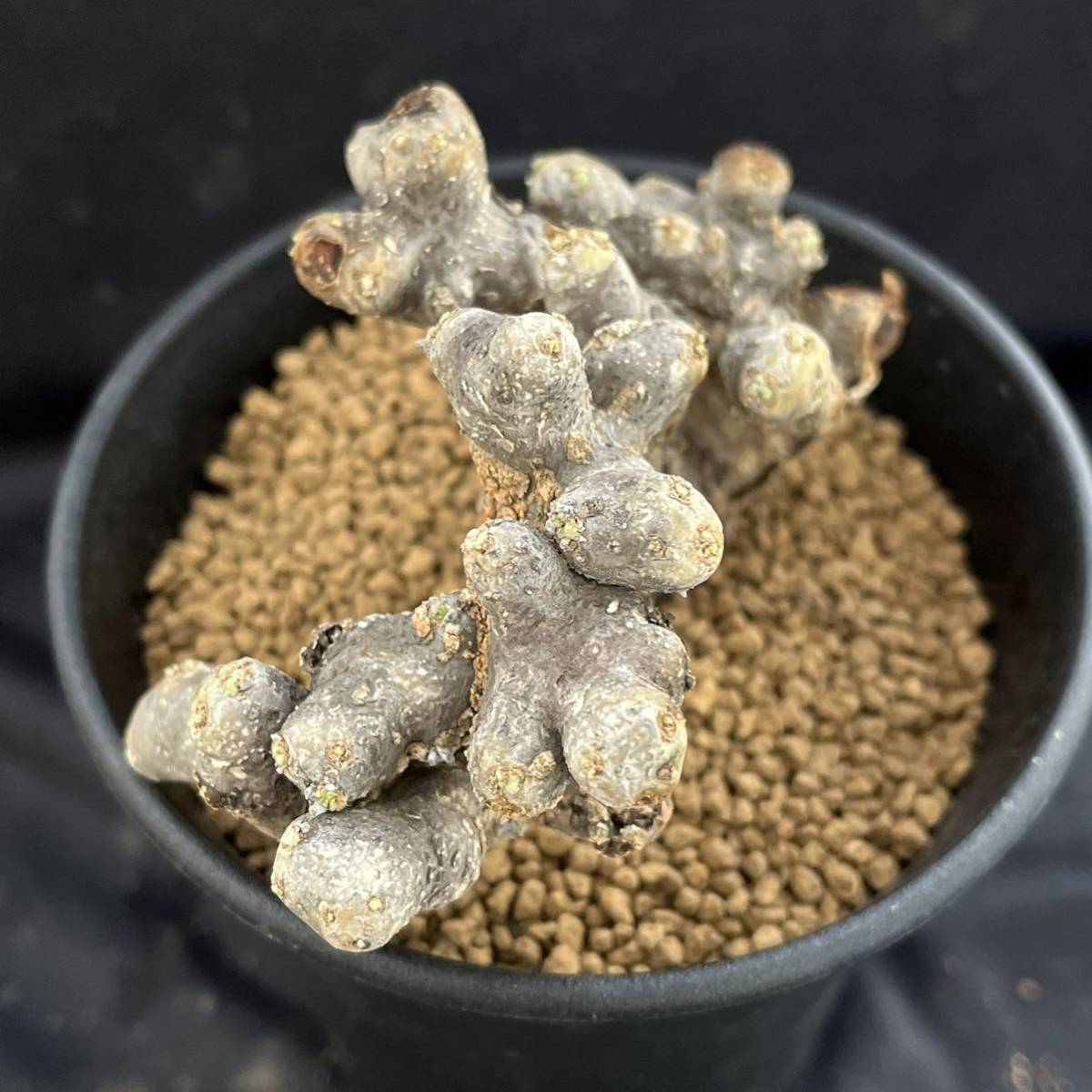 Sarcocaulon ムルチフィズム 現地株 multifidumサルコカウロン・ムルチフィズム | サルコカウロン・ムルチフィズム おそらく発根 現品限りサルコカウロン・ムルチフィズム サルコカウロン 多肉植物 ｜現品限りサルコカウロン・ムルチフィズム 0 1022-13 pescado trigger 多肉