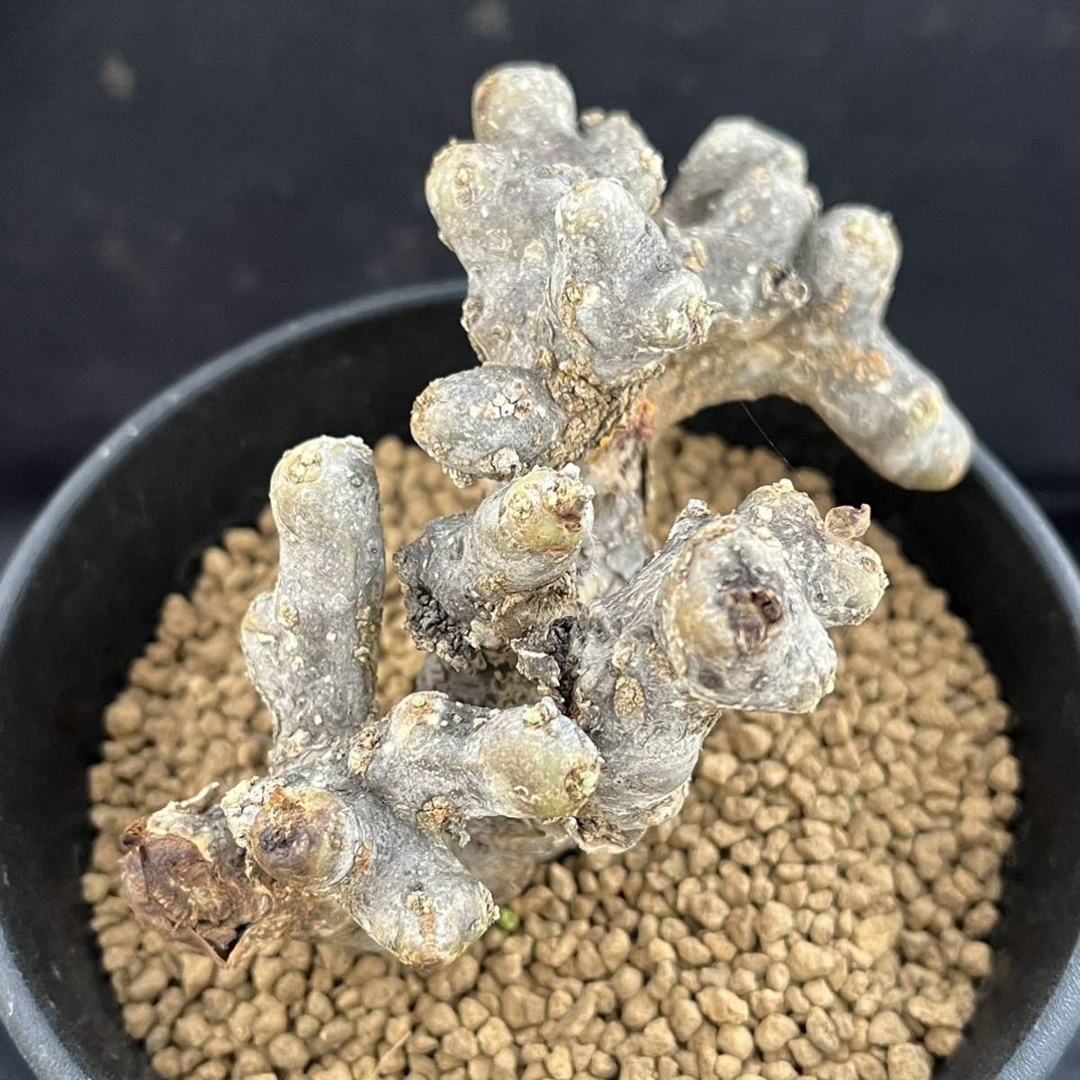 Sarcocaulon ムルチフィズム 現地株 multifidumサルコカウロン・ムルチフィズム | サルコカウロン・ムルチフィズム おそらく発根 現品限りサルコカウロン・ムルチフィズム サルコカウロン 多肉植物 ｜現品限りサルコカウロン・ムルチフィズム 0 1022-13 pescado trigger 多肉