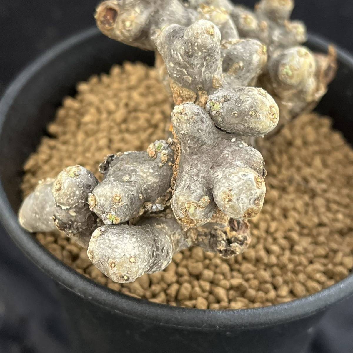 Sarcocaulon ムルチフィズム 現地株 multifidumサルコカウロン・ムルチフィズム | サルコカウロン・ムルチフィズム おそらく発根 現品限りサルコカウロン・ムルチフィズム サルコカウロン 多肉植物 ｜現品限りサルコカウロン・ムルチフィズム 0 1022-13 pescado trigger 多肉