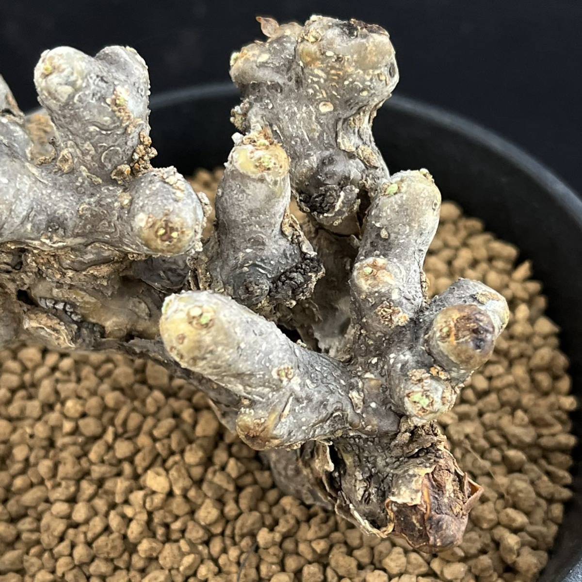 Sarcocaulon ムルチフィズム 現地株 multifidumサルコカウロン・ムルチフィズム | サルコカウロン・ムルチフィズム おそらく発根 現品限りサルコカウロン・ムルチフィズム サルコカウロン 多肉植物 ｜現品限りサルコカウロン・ムルチフィズム 0 1022-13 pescado trigger 多肉